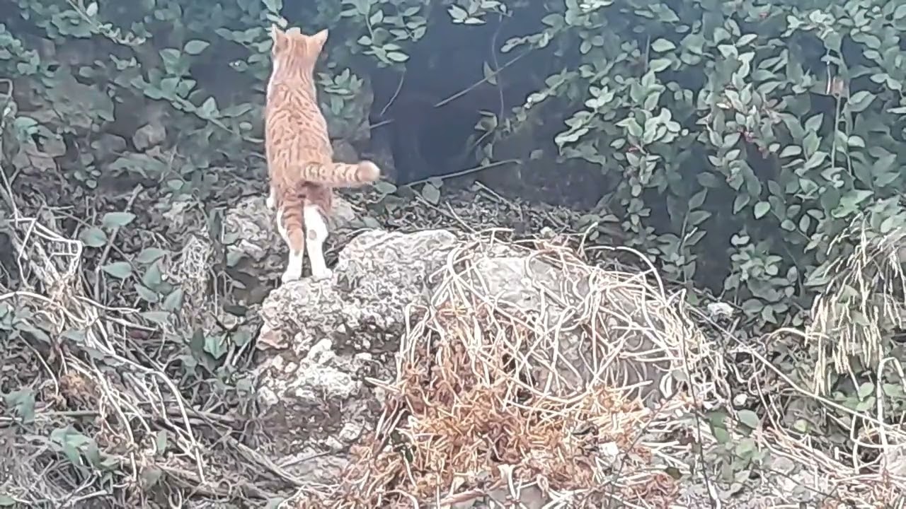 Blind Cat Diary 