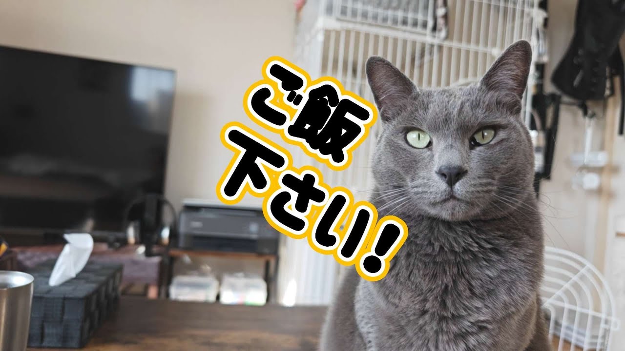小腹がすいたと訴えてくる愛猫に癒やされましたw