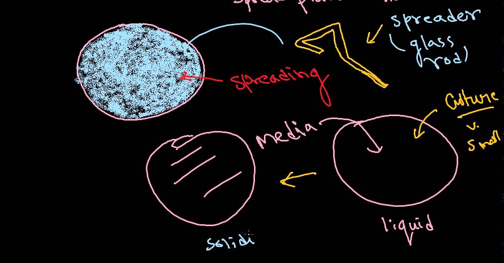 Bacterial culture