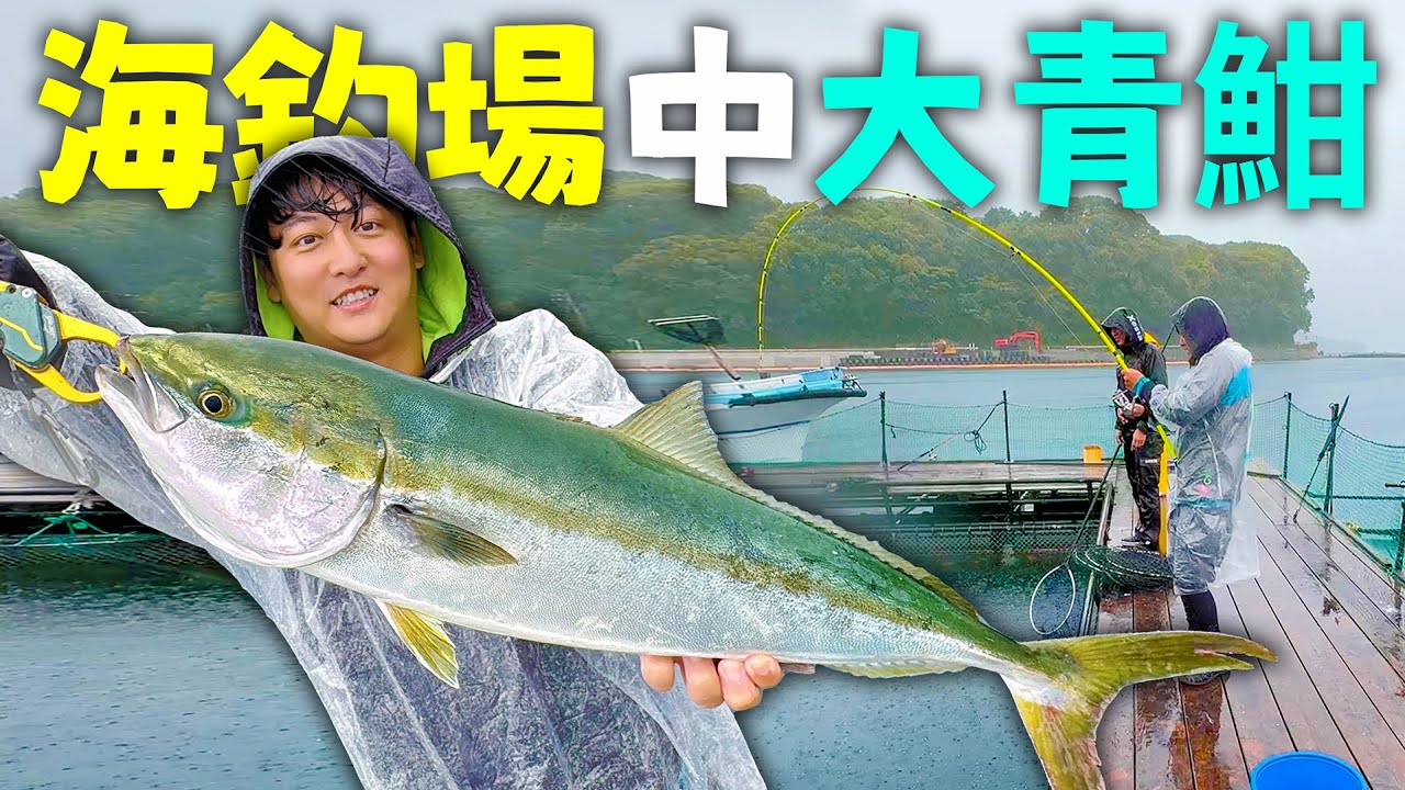 海釣場大凹巨物青甘！台灣風格生魚片才好吃【跟我去海釣】#caucagiaitri #海上つり堀まるや #maruya #XESTA  #つり Box net fishing in the Sea