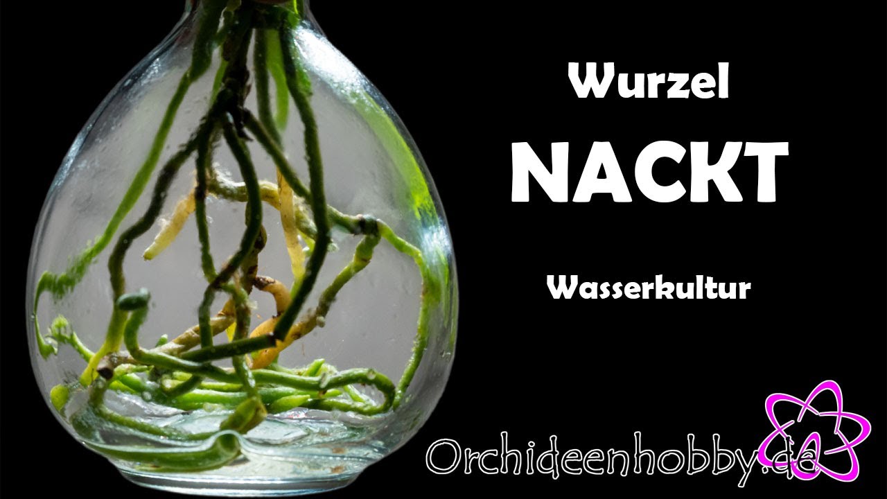 Geheimnisvolle Tipps zur Pflege von Orchideen in Wasserkultur