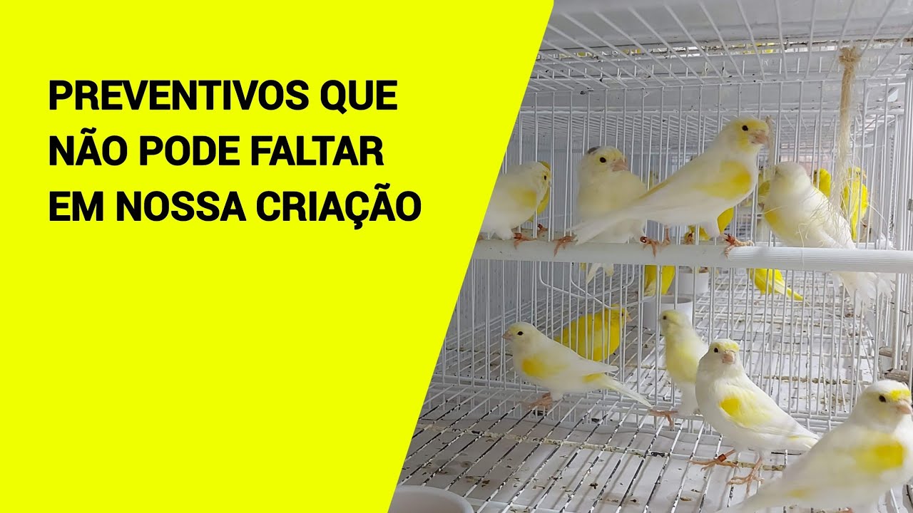 PREVENTIVOS QUE NÃO PODE FALTAR EM NOSSA CRIAÇÃO | CANARIL RECIFE