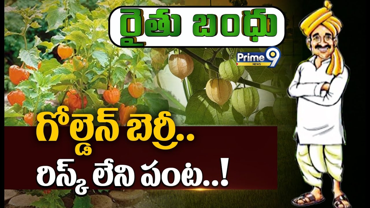 గోల్డెన్ బెర్రీ..రిస్క్ లేని పంట..ఎక్కడైనా పండుతుంది | Golden Berry Fruit | Prime9 News