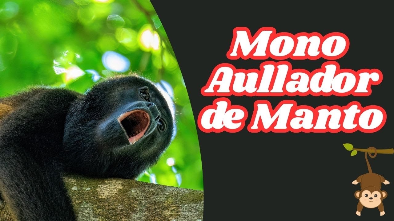 Encontré MONOS en MI PUEBLO!!!!!