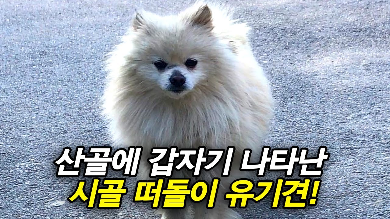 새로운 가족이 생겼어요 | 유기견입양 | 사지 말고입양하세요   |산골에 갑자기 나타난 떠돌이 유기견