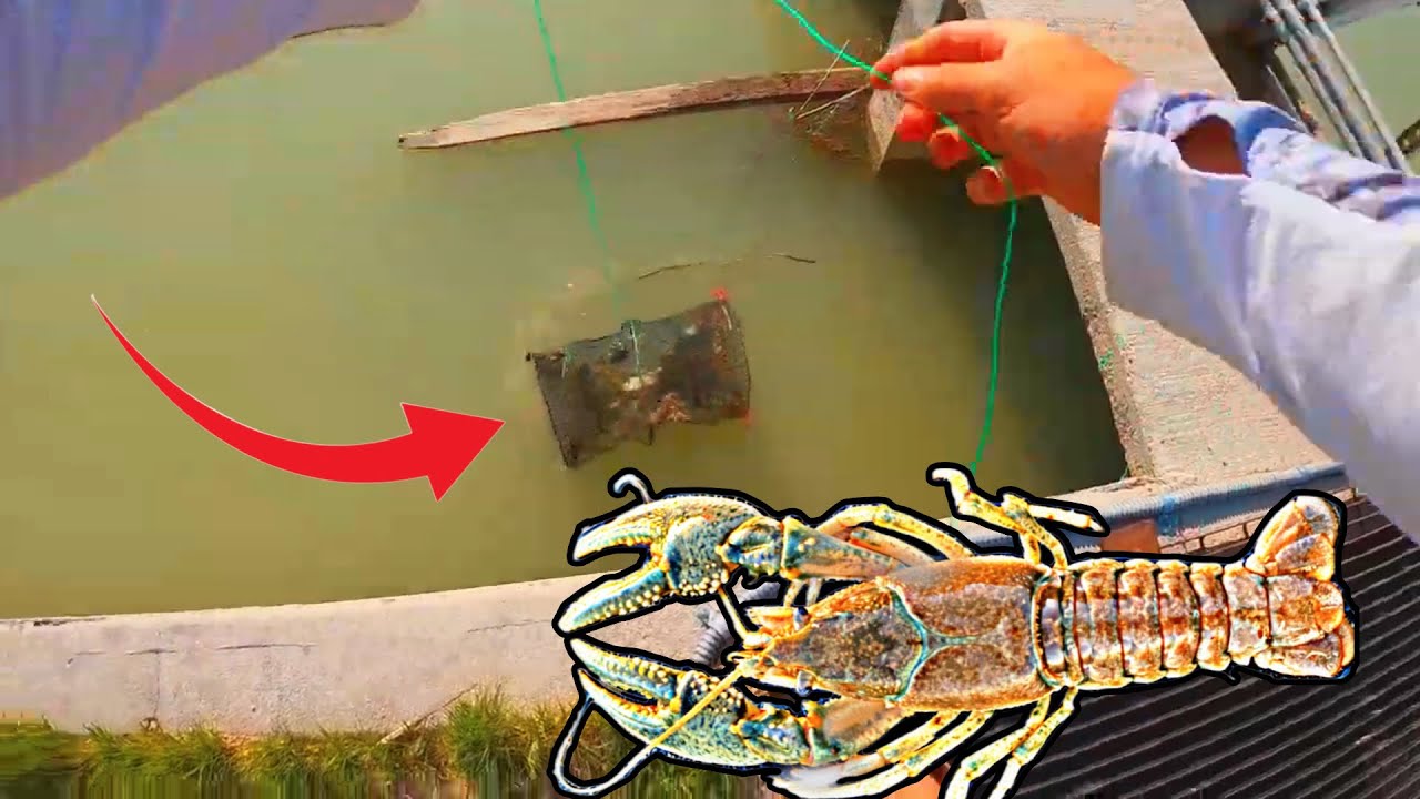 Crayfish Trapping With Cheap Amazon Trap AMAZING Results Catch and Cook