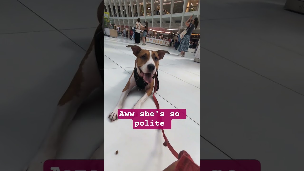 polite pitbull making sure she could have the treat while training impulse control @ mall 🥰