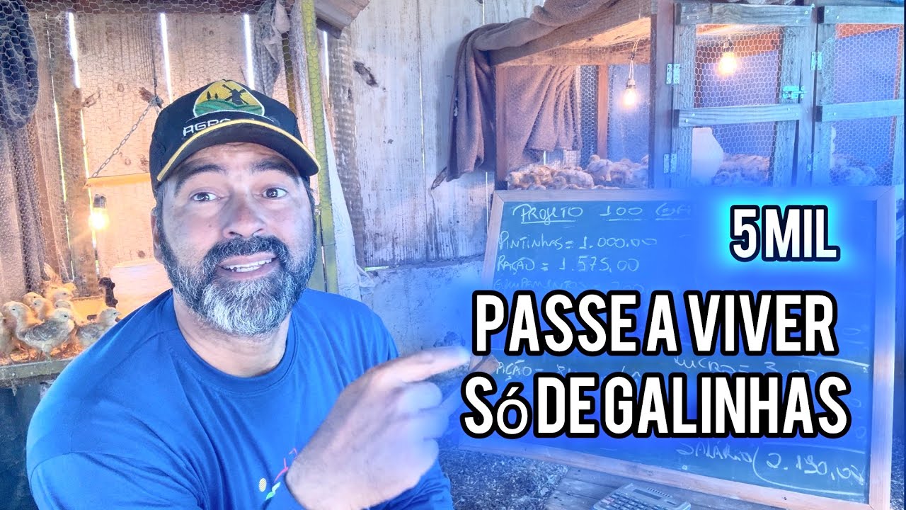 VÍDEO PRA QUEM QUER VIVER SÓ DE GALINHAS | INVISTA 5 MIL E PASSE A VIVER DA CRIAÇÃO DE POEDEIRAS