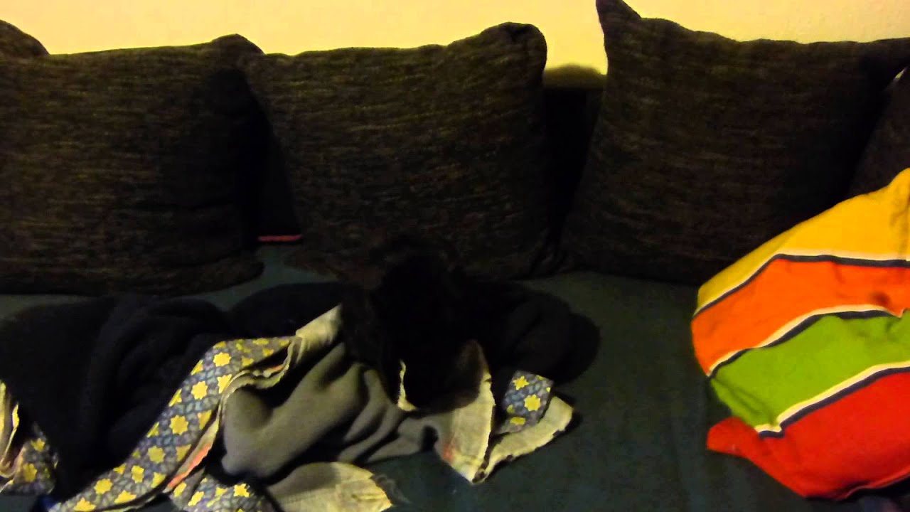 Kaninchen (18.02.14) Jilliel 01