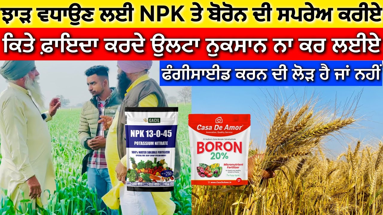Wheat production , wheat fertilizers NPk & Boron