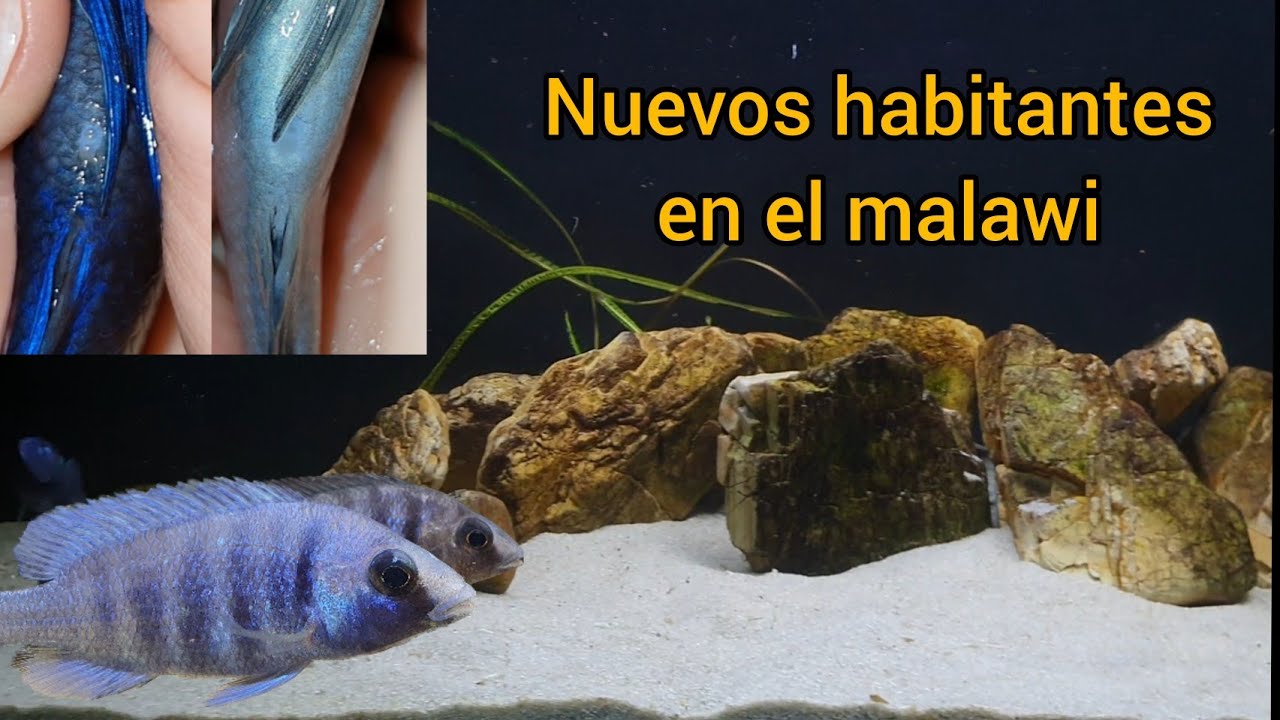 Más vida en el acuario malawi. Introducción de placidochromis y firefish.