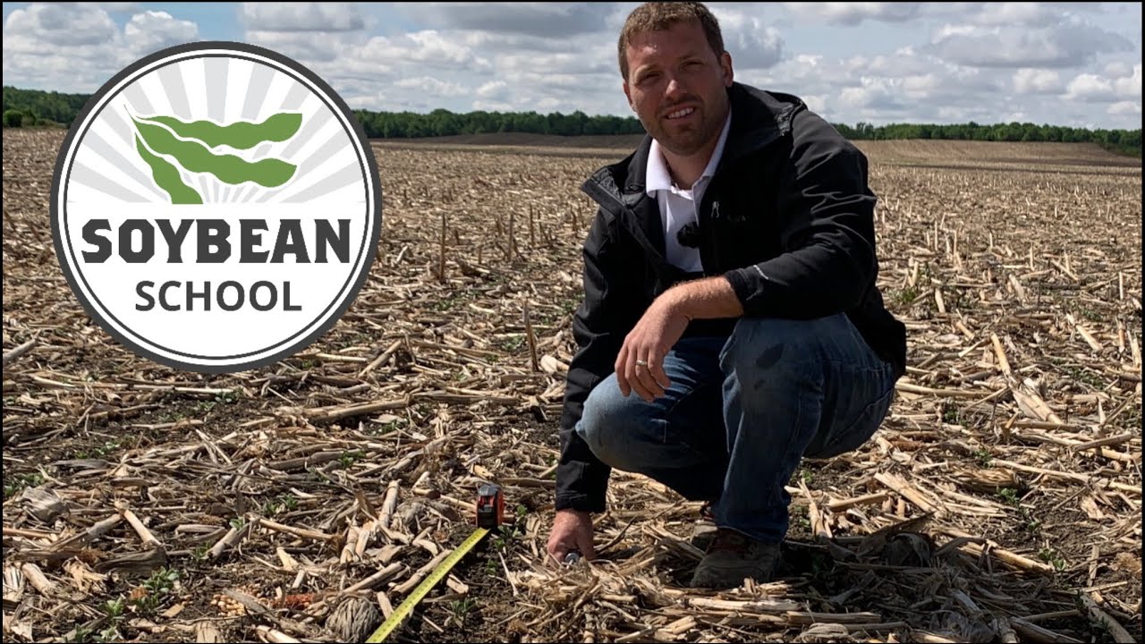 Soybean School: Measuring up the soybean stand