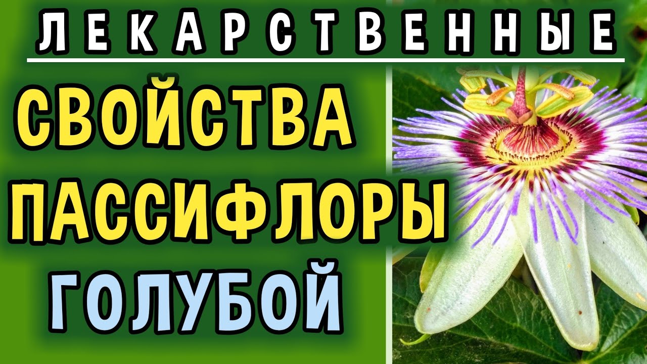 Моя Пассифлора Голубая.Страстоцвет.Выращивание.Уход.Лекарственные Свойства Пассифлоры Голубой.
