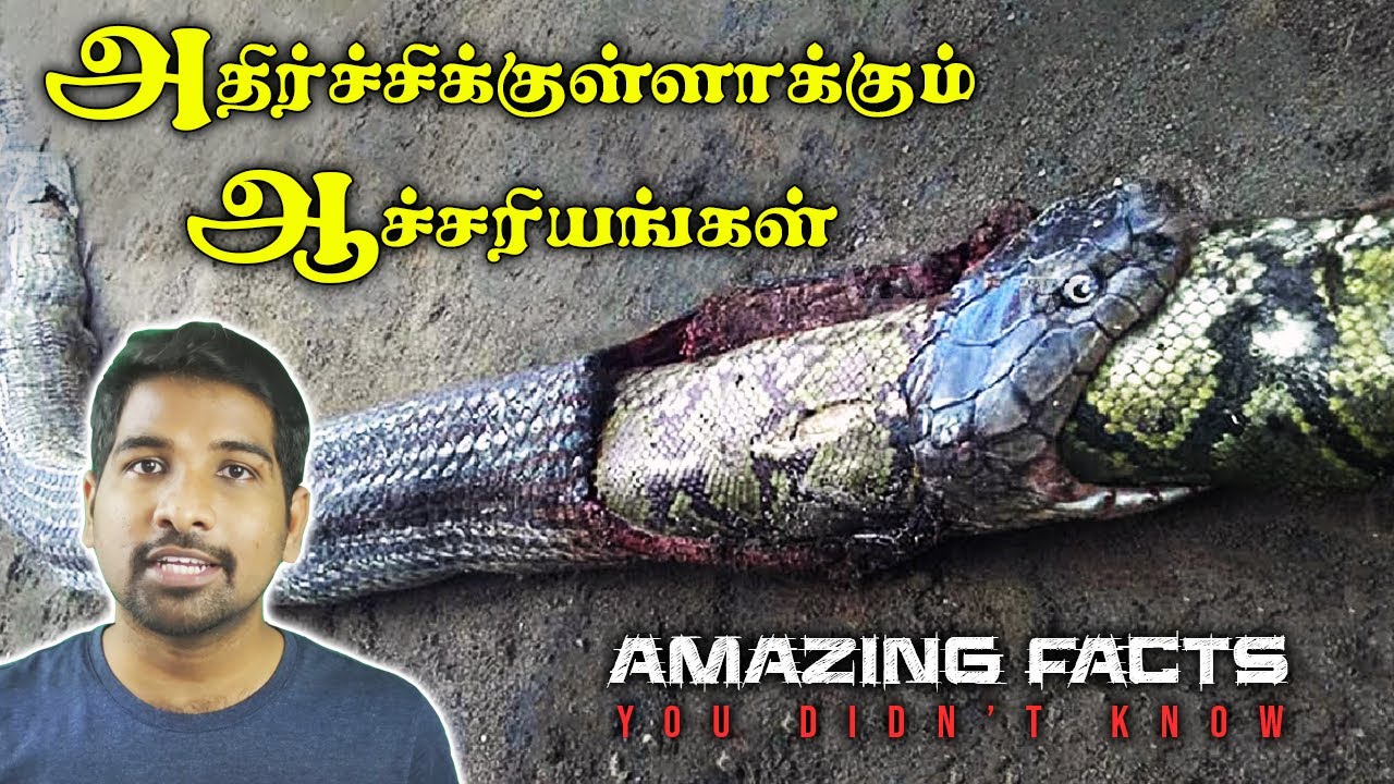 THIS FACTS MAKE YOU THE MOST INTRESTING PERSON IN THE ROOM | UNBELIEVABLE FACTS | MR PSYCHO  | TAMIL