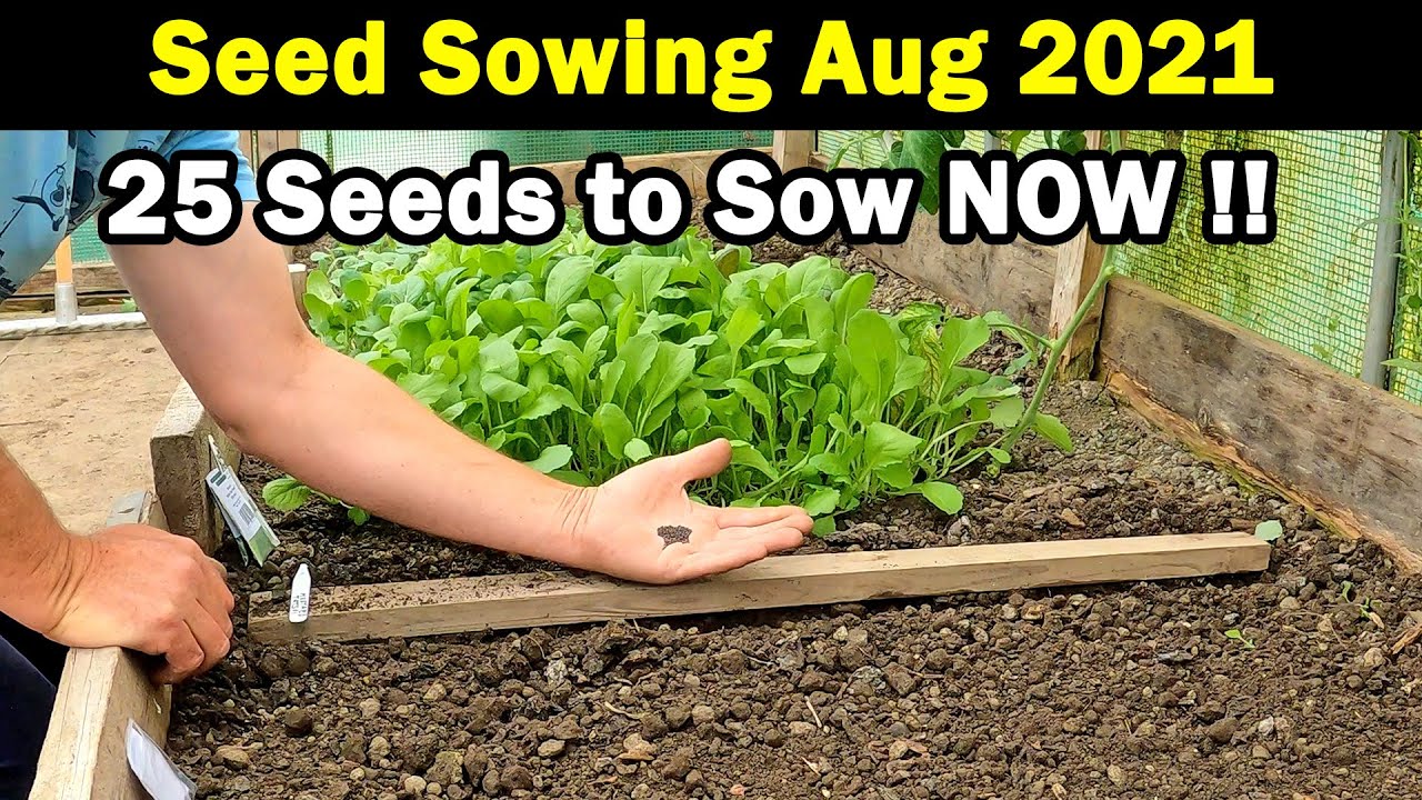 Seeds to Sow in August | Seed Sowing in August | Vegetable Seed Sowing | 25 Seeds | Green Side Up