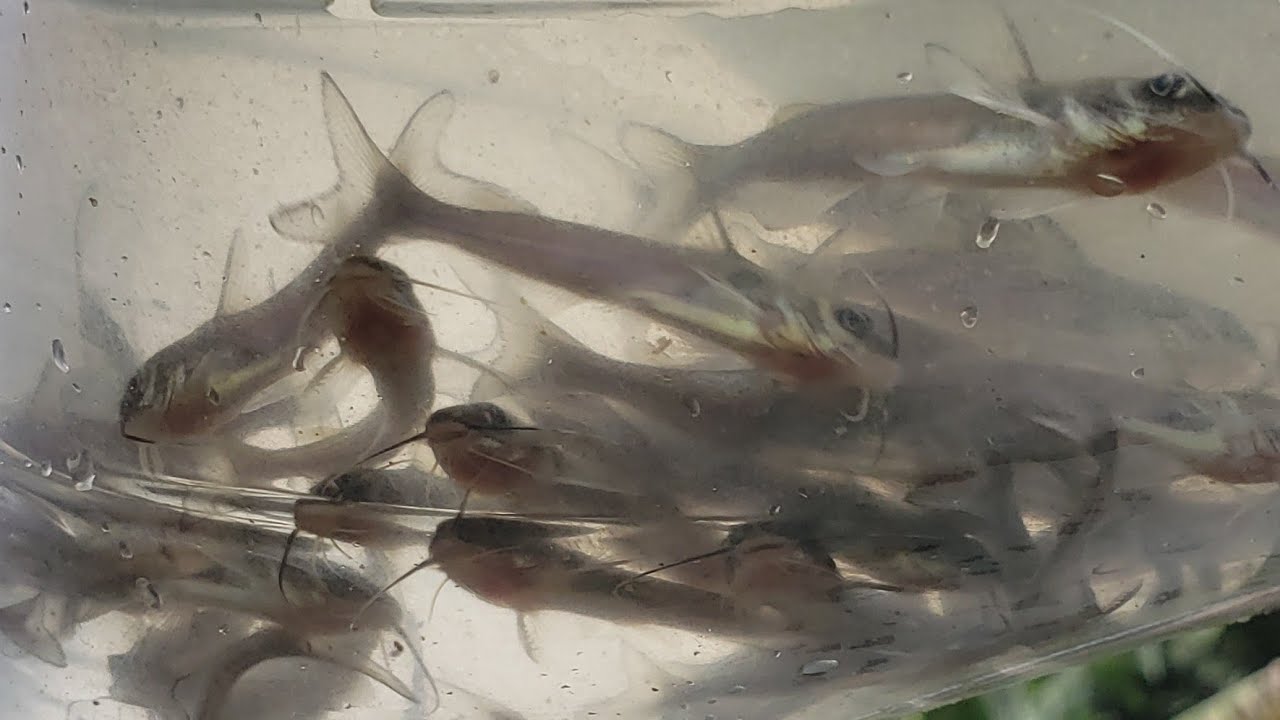 Comprei o catfish será que vai da bom?