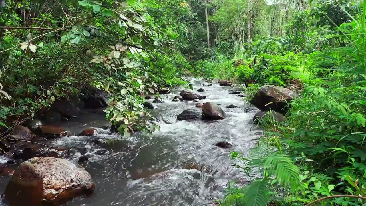 Soft River Sounds in Tropical Forest 🌿 Gentle Water Flow for Sleep, Calm & Focus