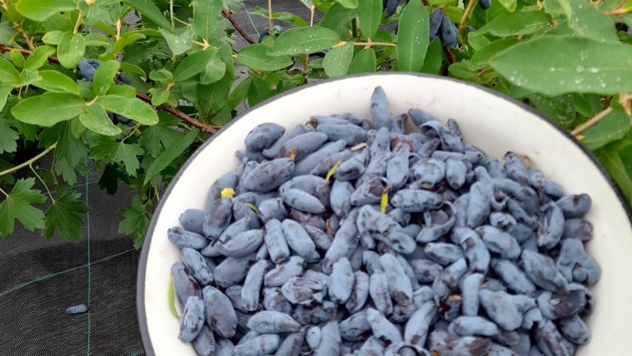 Жимолость обзор и дегустация.Дочь великана,мамонтёнок, голубой банан,вечный зов,восторг,княгиня и др