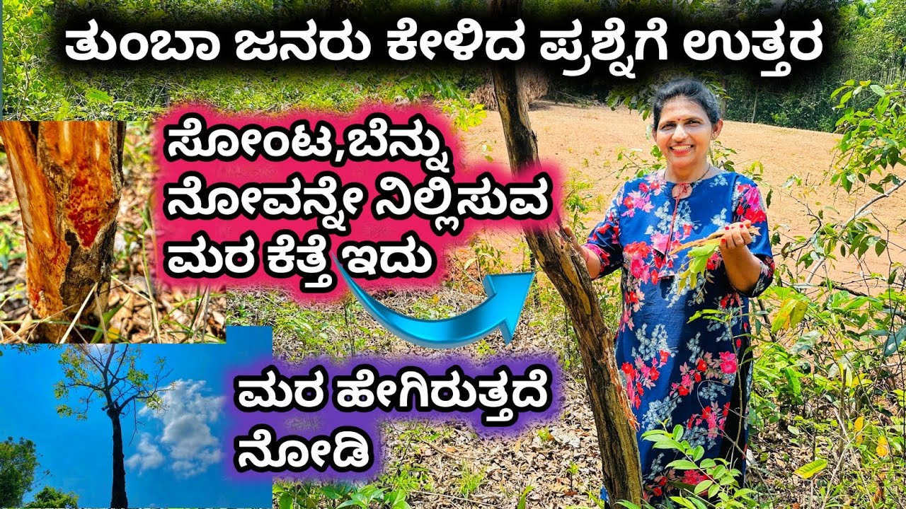 ತುಂಬಾ ಜನರು ಕೇಳಿದ ಪ್ರಶ್ನೆ-ಬೆನ್ನು ನೋವಿನ ಬೇಂಗ ಮರ ಯಾವುದು?ಎಲೆ ಹೇಗಿರುತ್ತದೆ?ಮರ ಹೇಗಿದೆ ನೋಡಿ Complete Detail