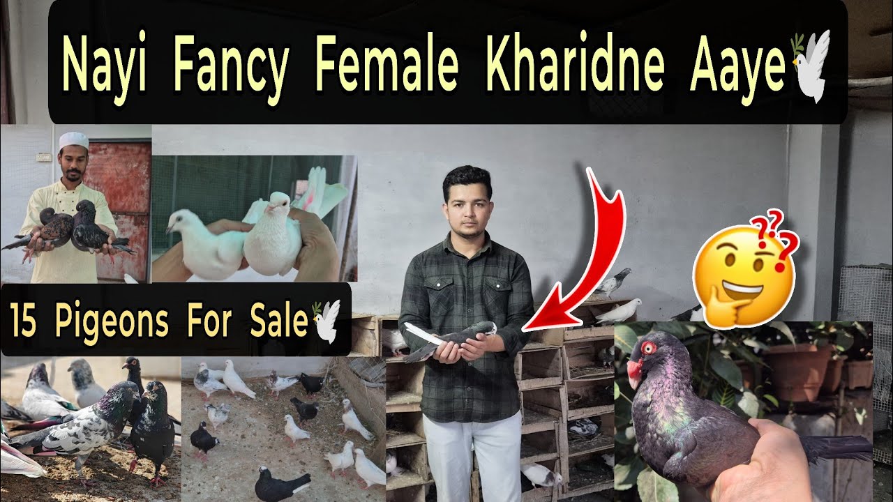 Danish Tumbler Ki New Female Leli😍 Highflyer Pigeons For Sale!💫🕊