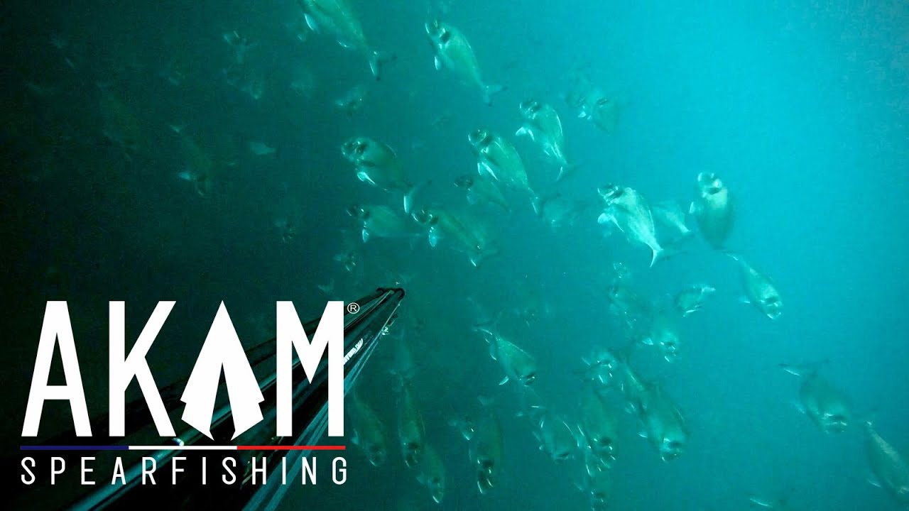 Incroyable Rassemblement de Dorades Royales en Chasse sous marine