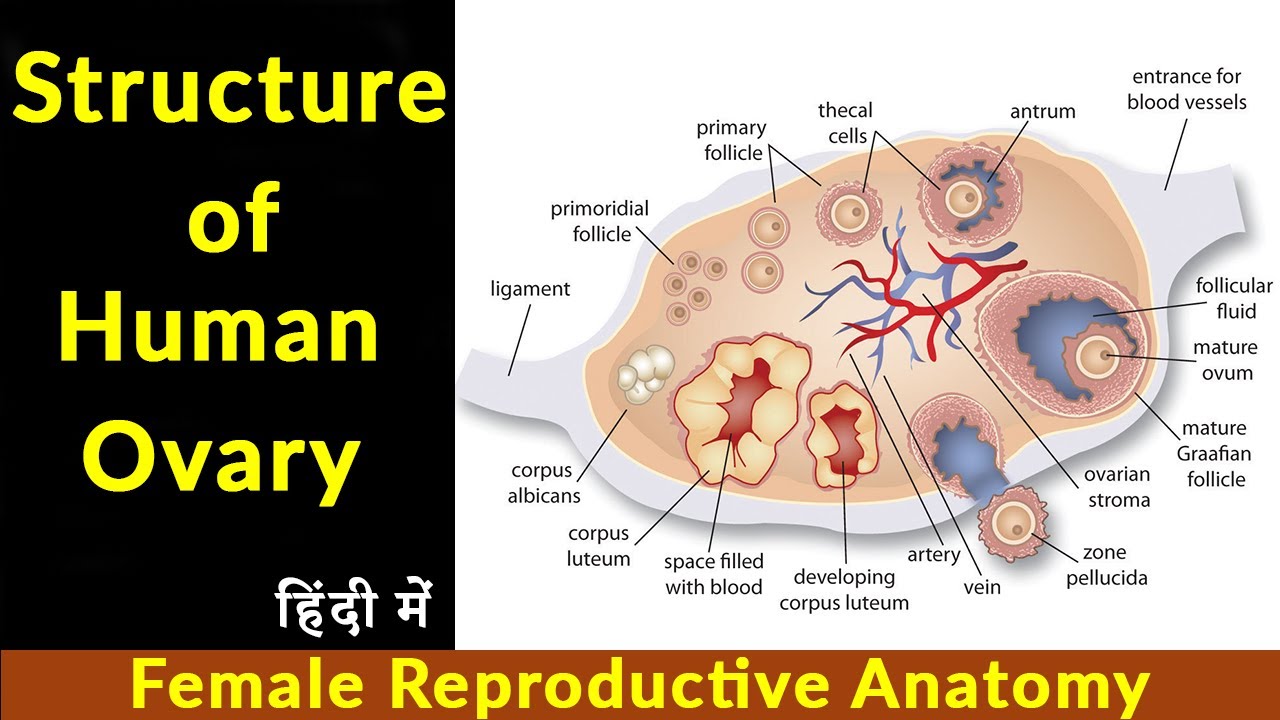 Structure of ovary class 12 I Histological structure of ovary I Anatomy of Ovary I Scientech biology