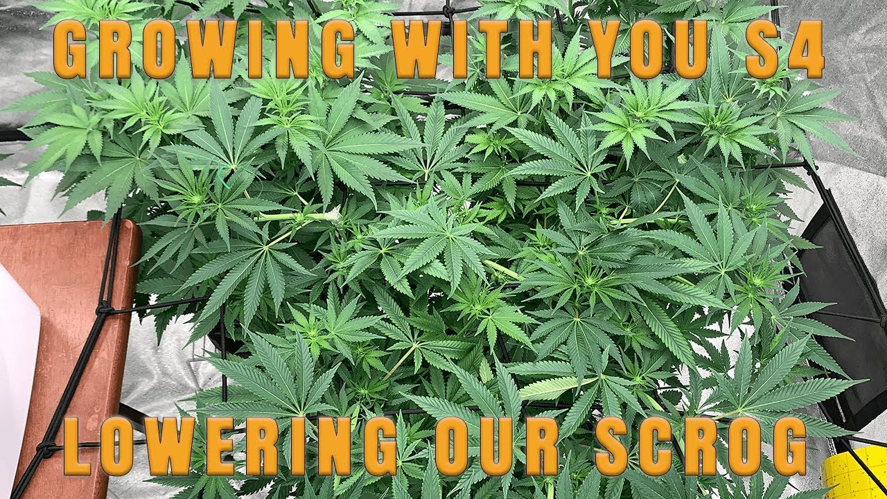Growing with You S4 | Week 2 of flower | The beginning of our flower boost & lowering our scrog net!