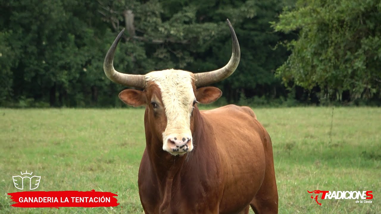 TOROS ADQUIRIDOS POR LA GANADERIA LA TENTACIÓN