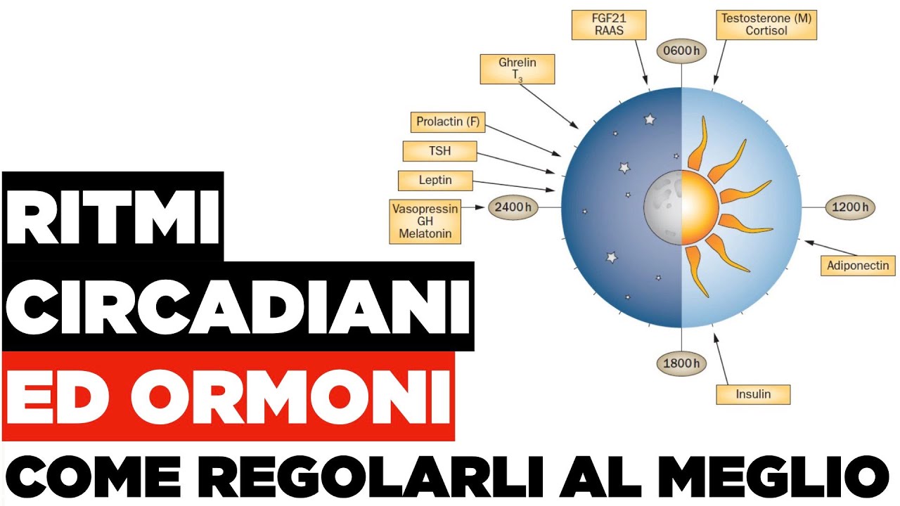 Ormoni e ritmi circadiani