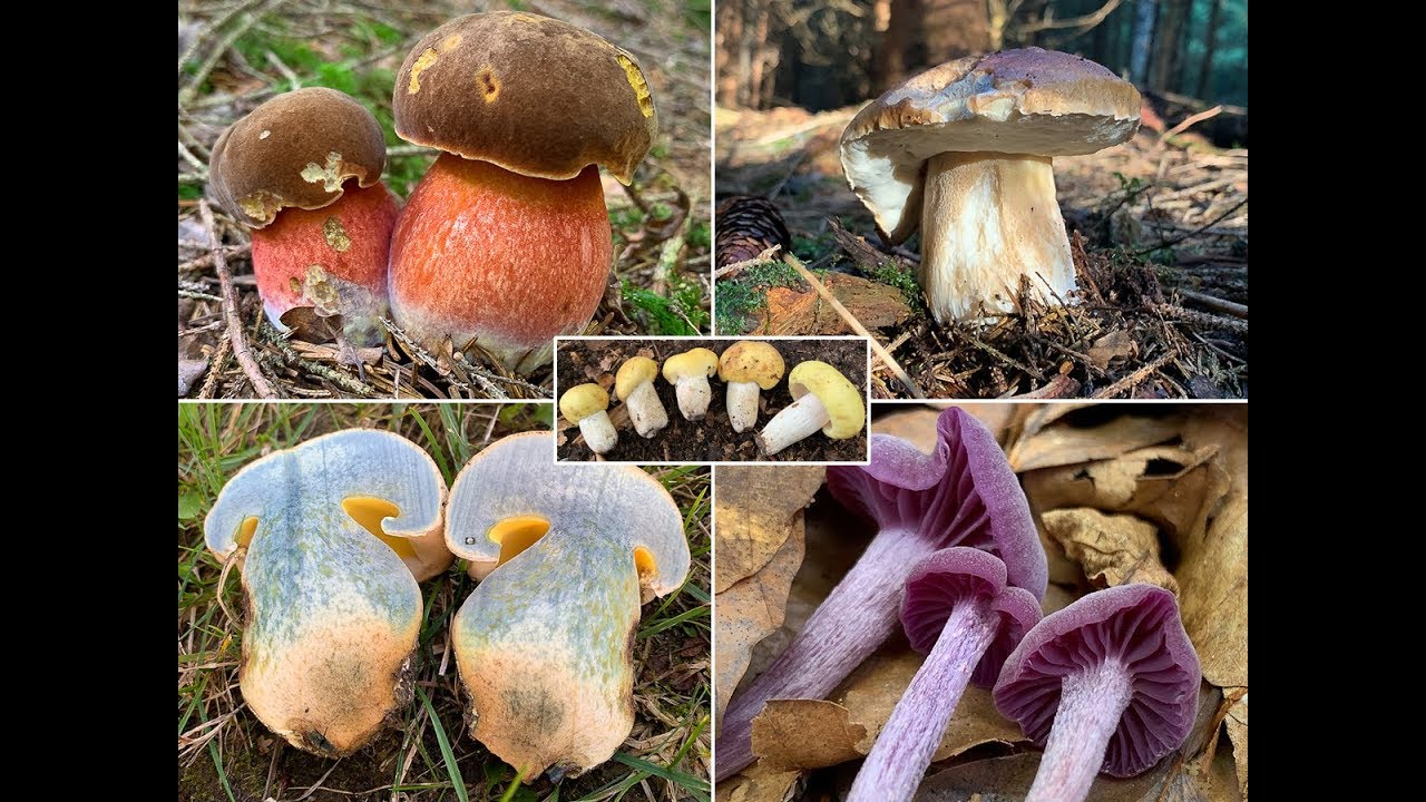 Pilze im August | 25.08.2019 | Tolle Artenvielfalt + Mini-Rezept Mischpilze