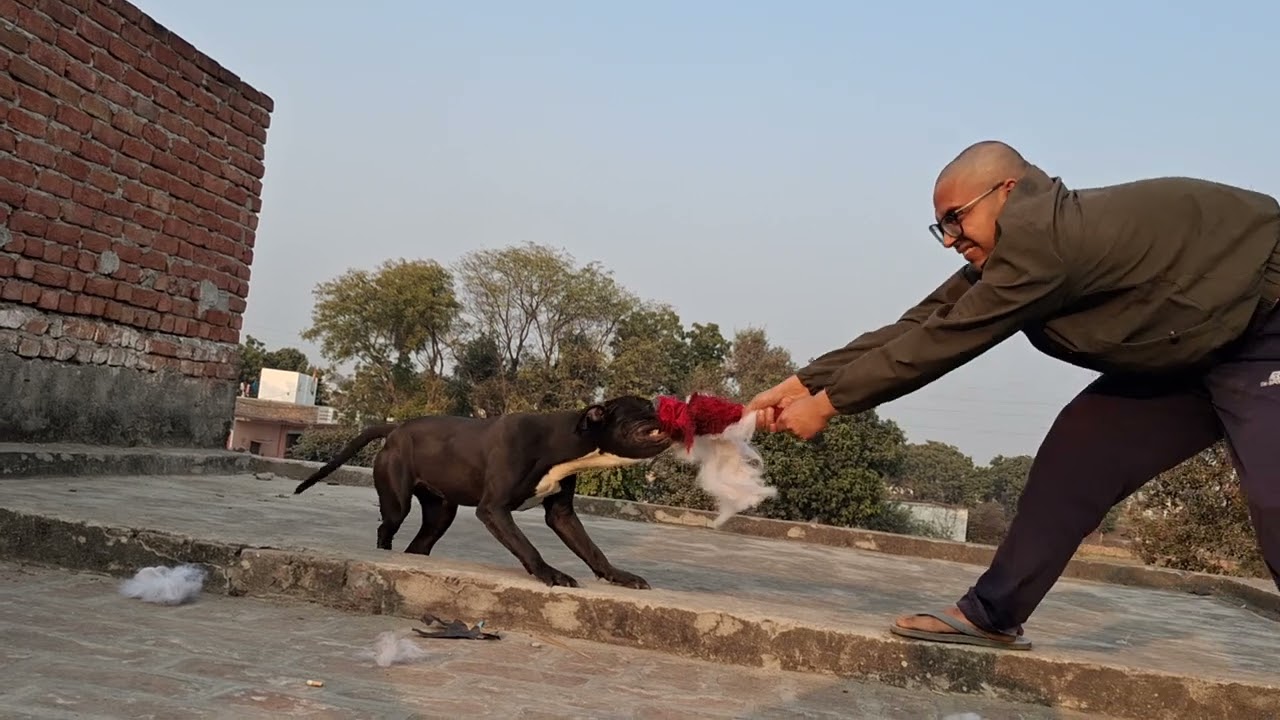 Pitbull dog lock 🔐 