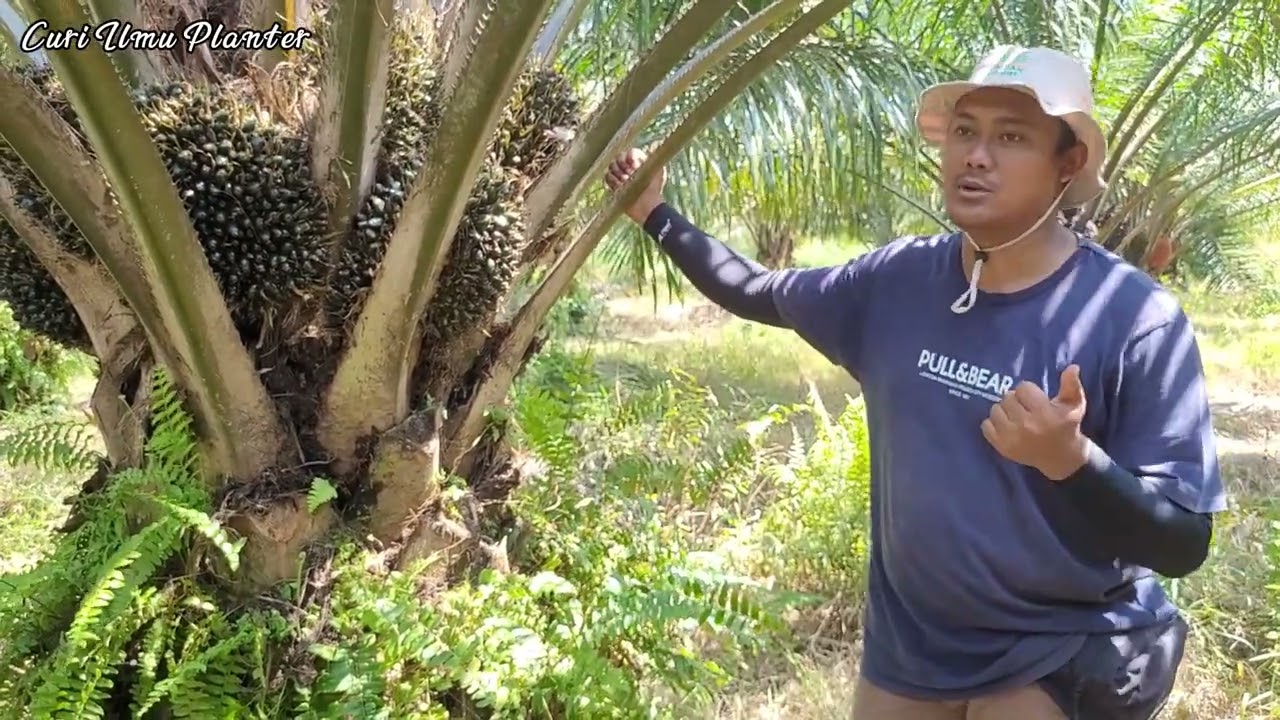 Kelebihan Bibit Sawit Topaz #bibitsawitunggul #bibitsawit #topaz