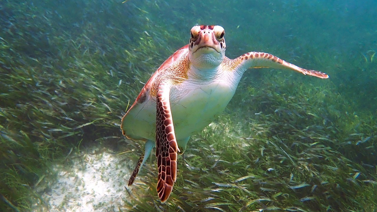 Delightful Snorkeling at Akumal Bay Beach & Wellness Resort, Mexico, June 2024