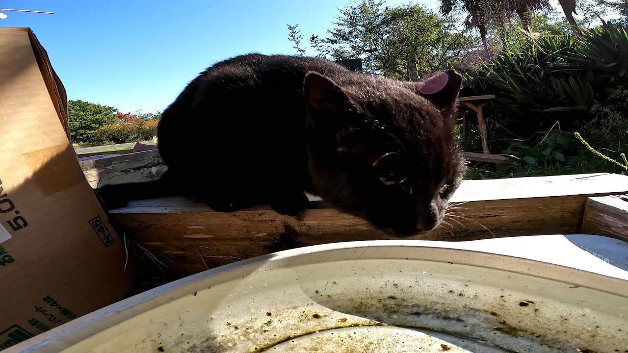 【田代島】【猫島】寒い日でも水分補給は必要です