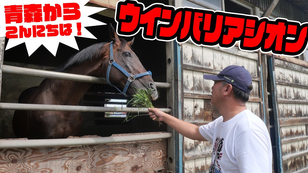 種牡馬ウインバリアシオン　青森からこんにちは