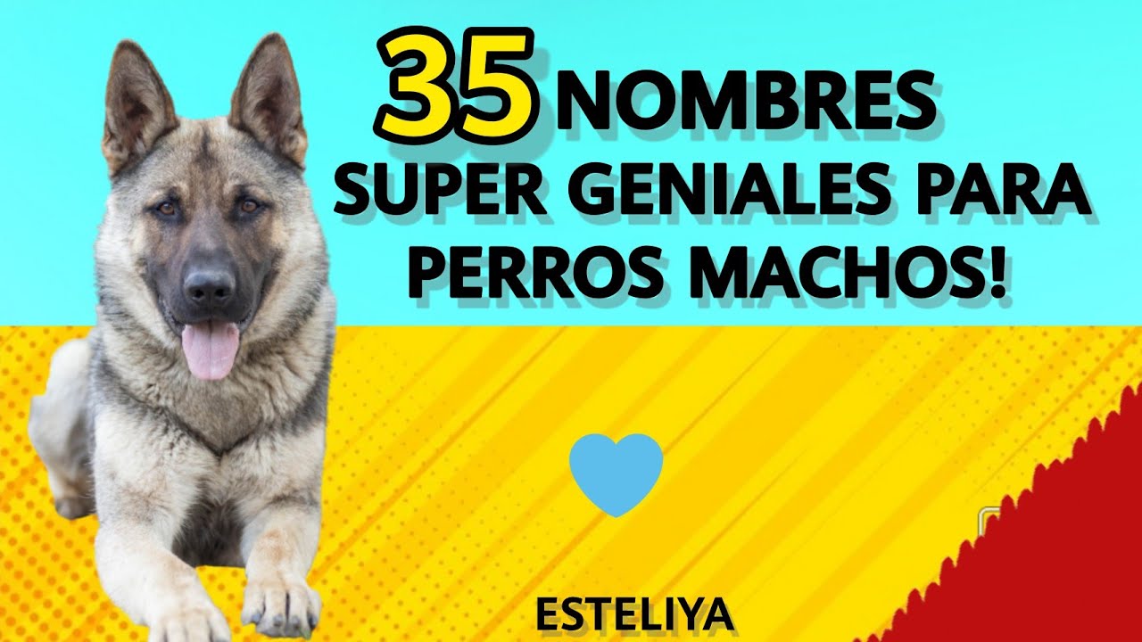 35 ESPECTACULARES NOMBRES PARA PERROS MACHOS!