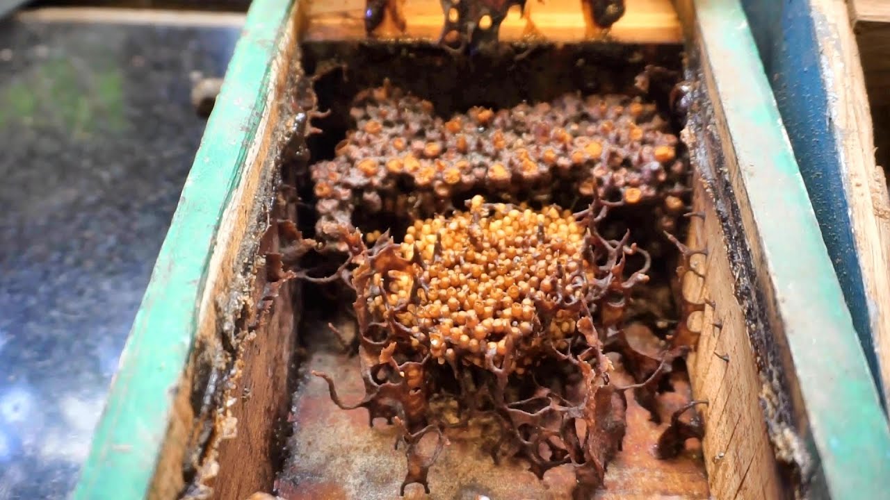 Stingless Bee Hive Inspection and Shifting Colony To a New Bee Box