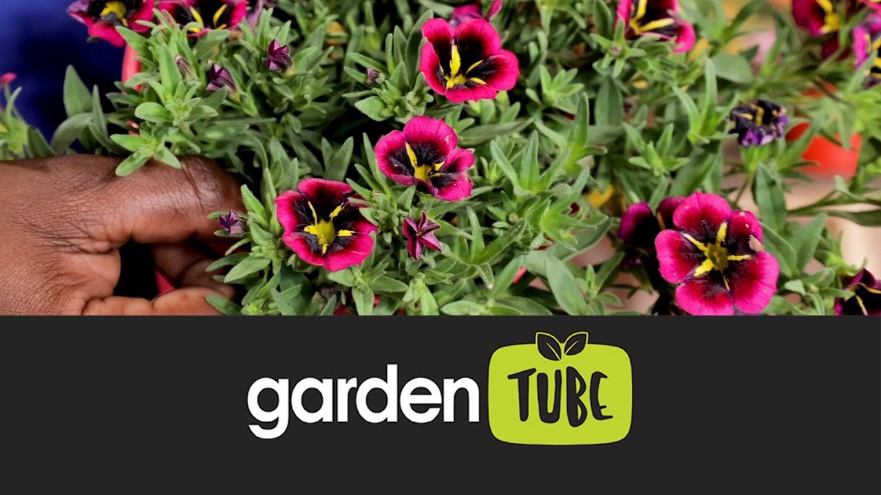 Freddie's Calibrachoas For Spring And Summer Colour