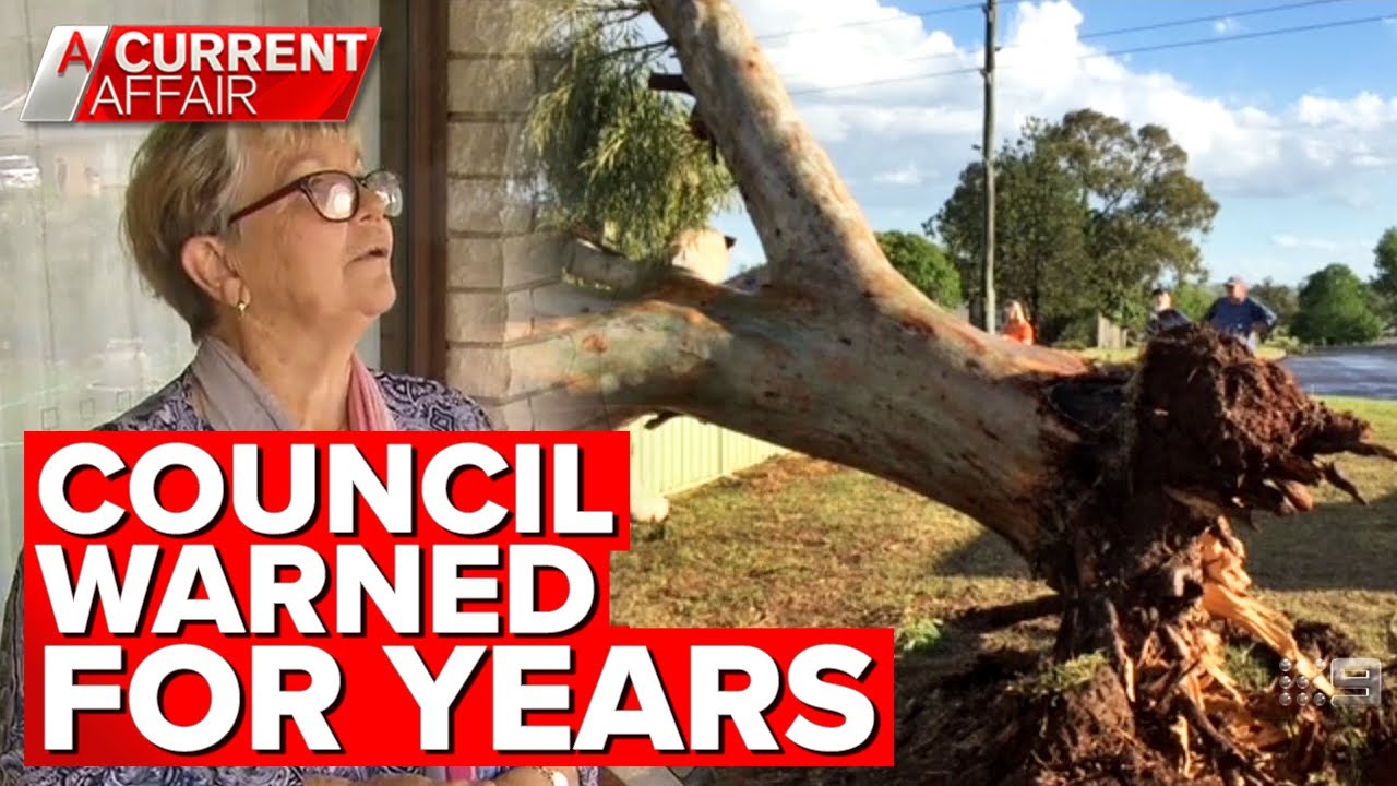 Pensioner's home unlivable after council tree collapses | A Current Affair