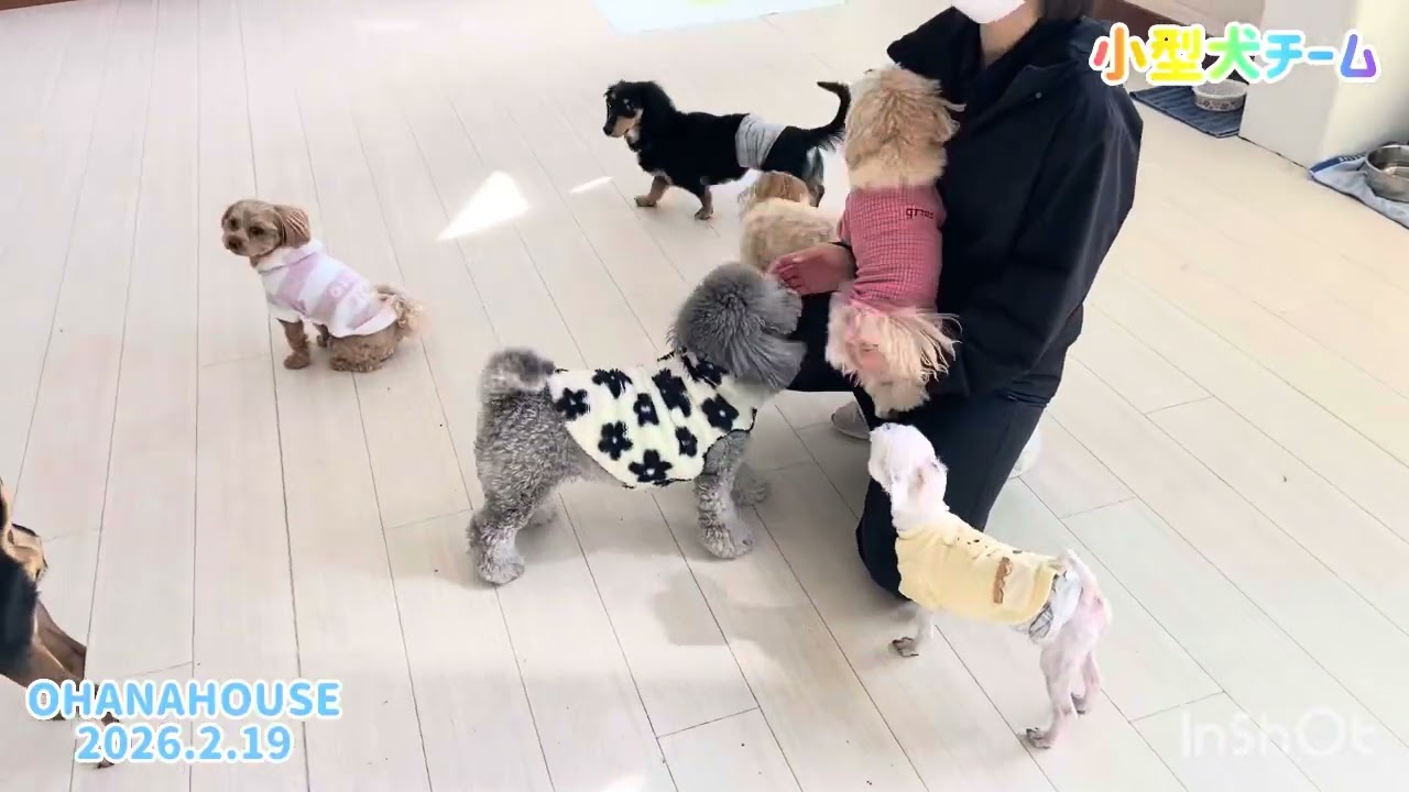 広場あそび（小型犬チーム）