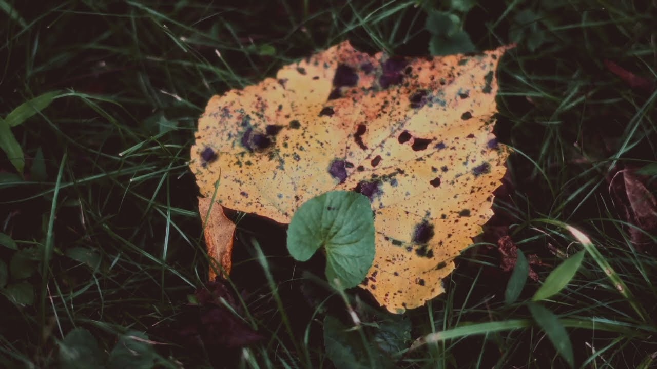 Ritual and Live Performance: Autumn Equinox 2024