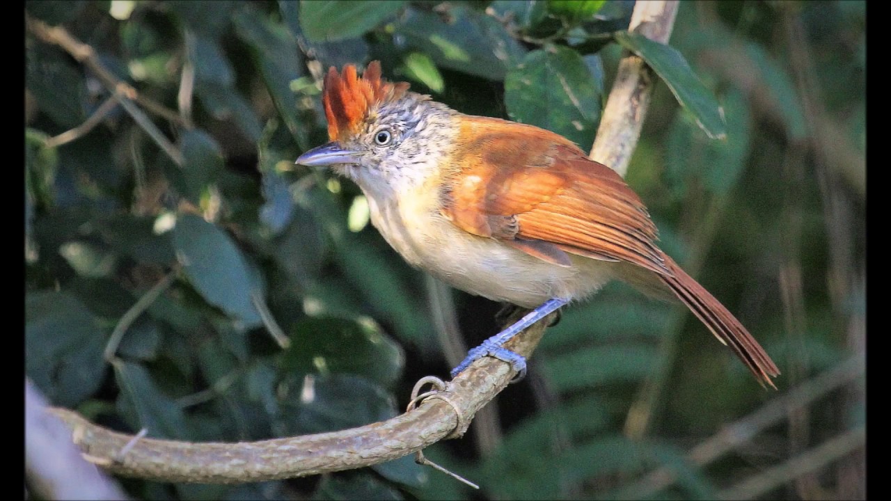 Aves de Argentina: VOCES   Volumen VI   Corrientes y Misiones