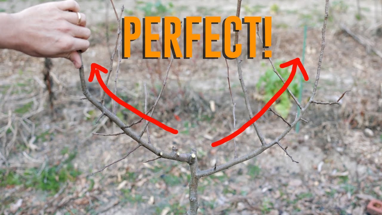 Pruning Trees SMALL and What's Happening in the Good Gardens Right Now!