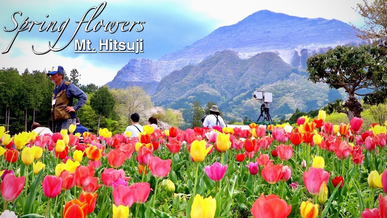 Tulips and Cherry blossom, Spring flowers bloom in Hitsujiyama Park Chichibu Saitama Japan【羊山公園】