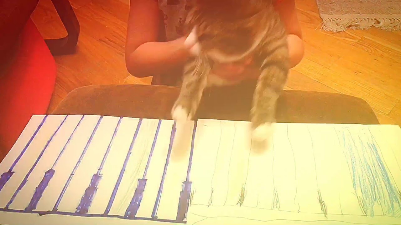 Disco cat (MEME)