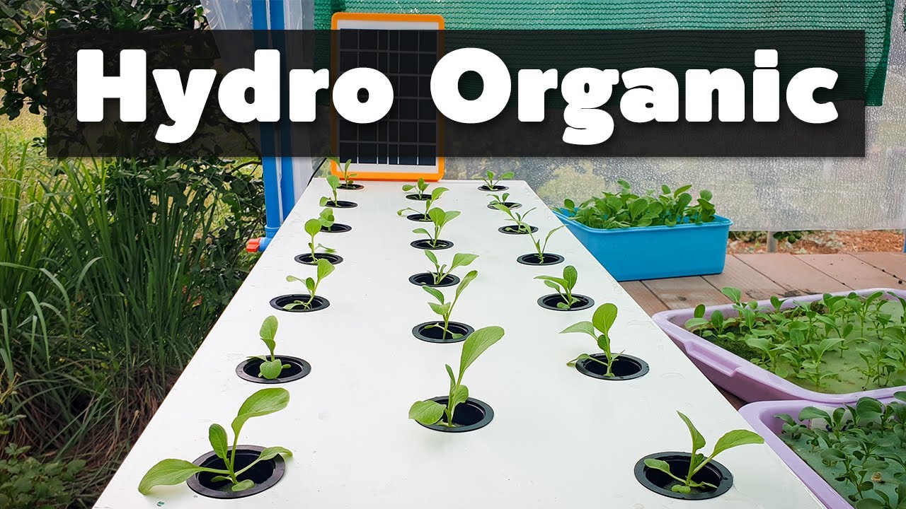 Hydro Organic ผักไร้ดินอินทรีย์ กวางตุ้งฮ่องเต้ ปลอดสารพิษ