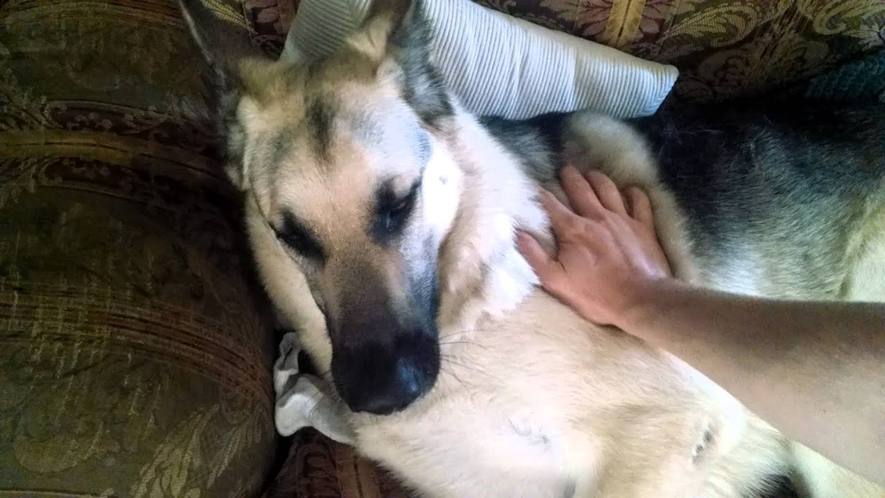 MoJo- German Shepherd Seizures