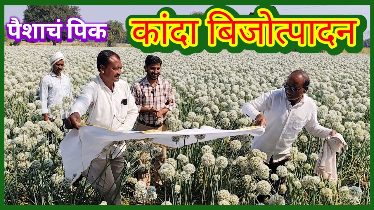 कांदा बिजोत्पादन: हमखास उत्पन्न मिळवून देणारे पीक/Onion Seed Production #कांदा #बिजोत्पादन