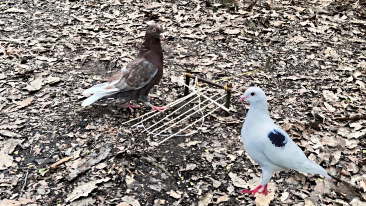 Very easy bird trap | Unique idea to trap pigeons and wild birds