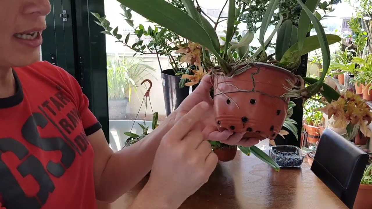 Como cultivar Orquidea bulbophyllum